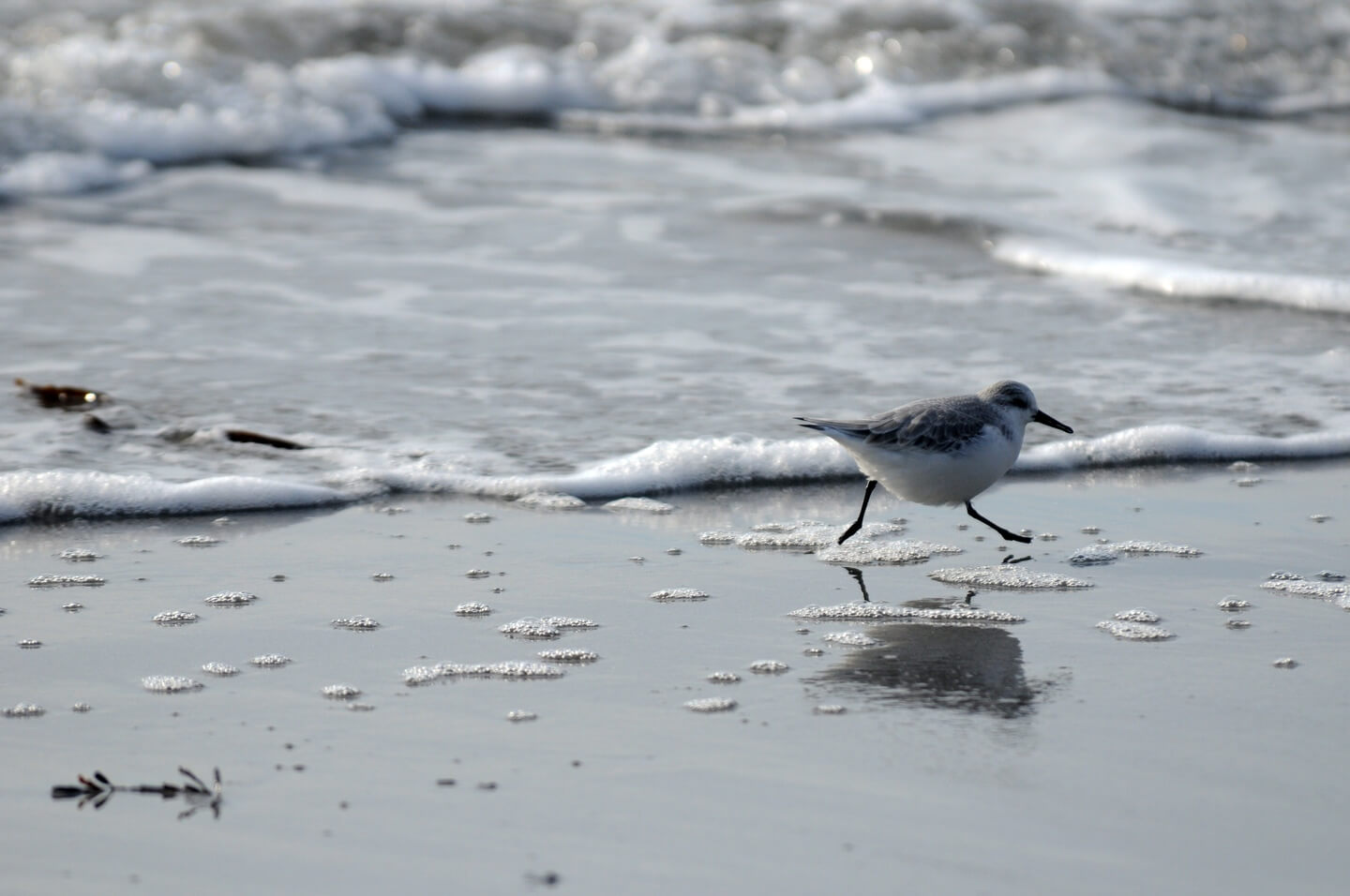 hydrobates_pelagicus