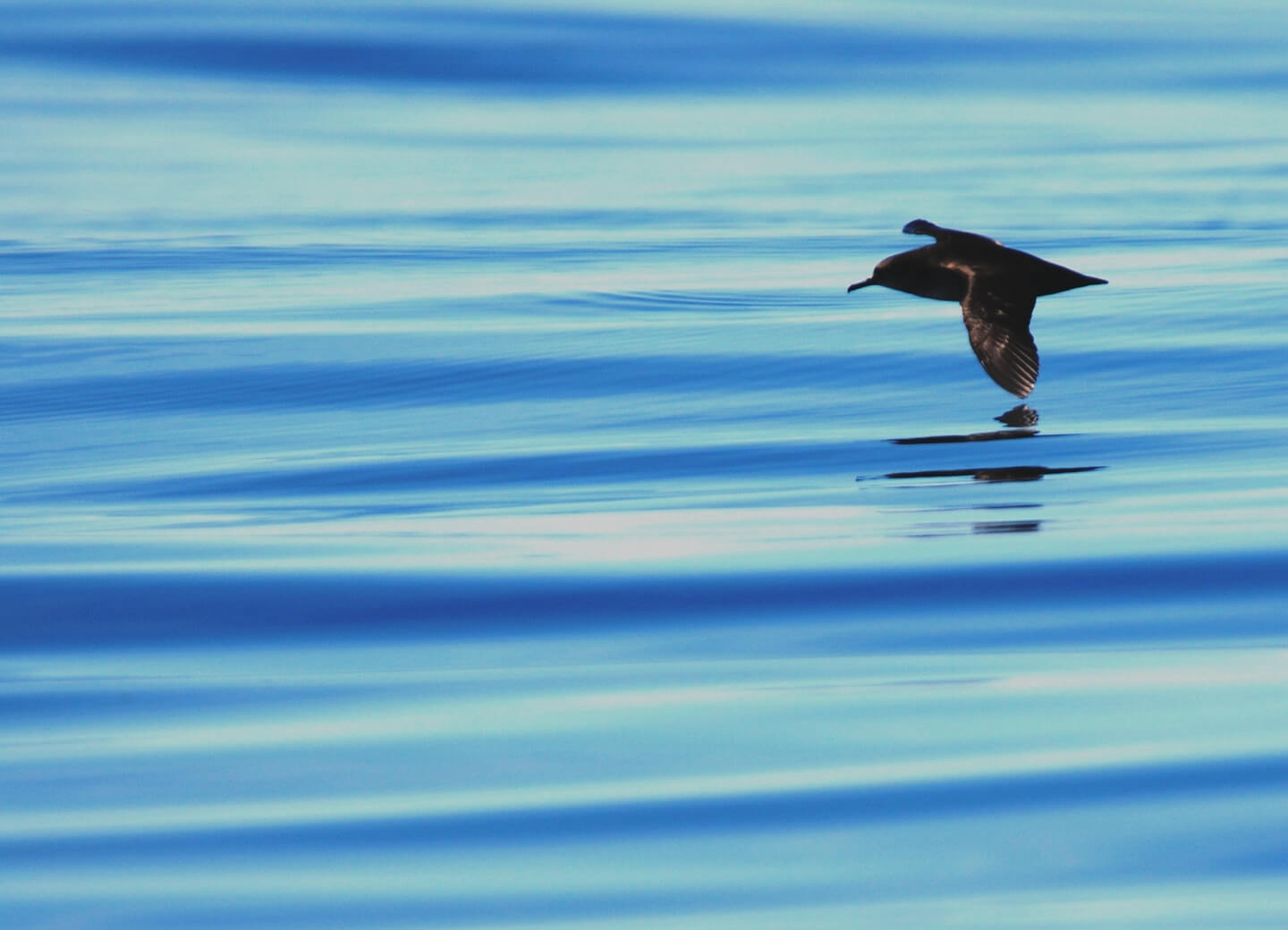 puffin en vol